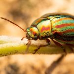 Käfer von Pixabay https://pixabay.com/users/krukower-38510911/