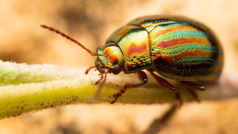 Rente oder lieber arbeiten? Oder Beides?