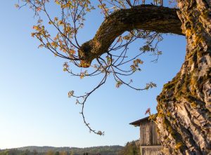 Walnussbaum Bild von Pixabay https://pixabay.com/users/ted_browning-14264820/