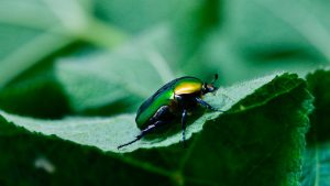 Käfer von Pixabay https://pixabay.com/users/haim_charbit-18266955/