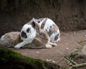 Kaninchen von Pixabay https://pixabay.com/users/dendoktoor-14802912/