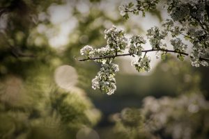 Baum Bild von Pixabay https://pixabay.com/users/hbl_media-12441994/