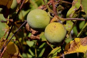 Walnussbaum Bild von Pixabay https://pixabay.com/users/0815sch-6802333/